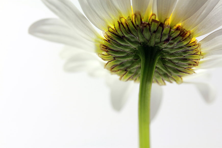Macro View of White Daisy Flower Back Side