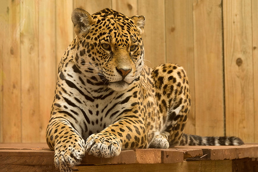 Jaguar Lying on Wooden Platform