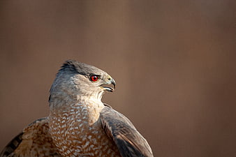 Close-up Portrait of a Hawk with Red Eye