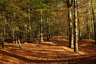 Sunlit autumn forest path with fallen leaves and tall trees