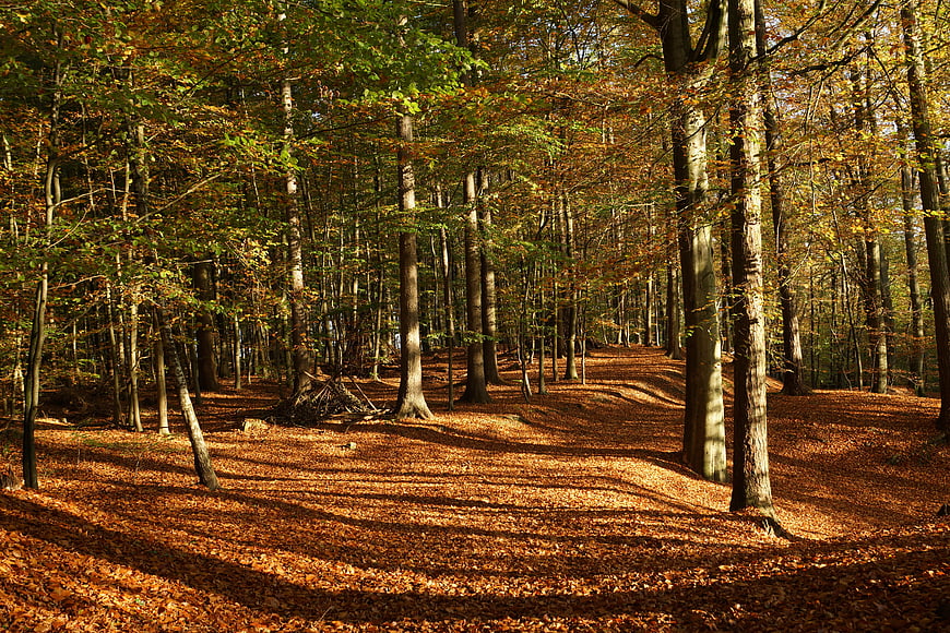 Sunlit autumn forest path with fallen leaves and tall trees