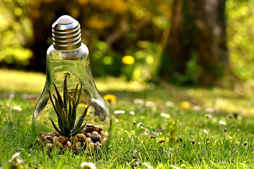 Succulent plant growing inside a glass lightbulb on green grass