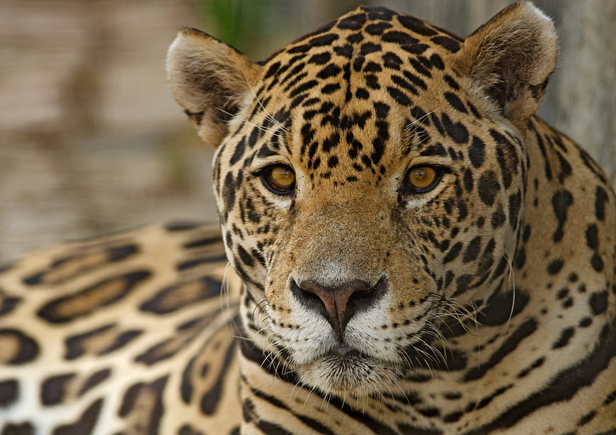 Close-up portrait of a jaguar with intense golden eyes