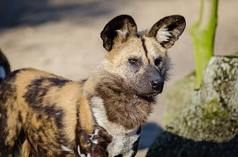 Close-up portrait of an African Wild Dog in natural sunlight