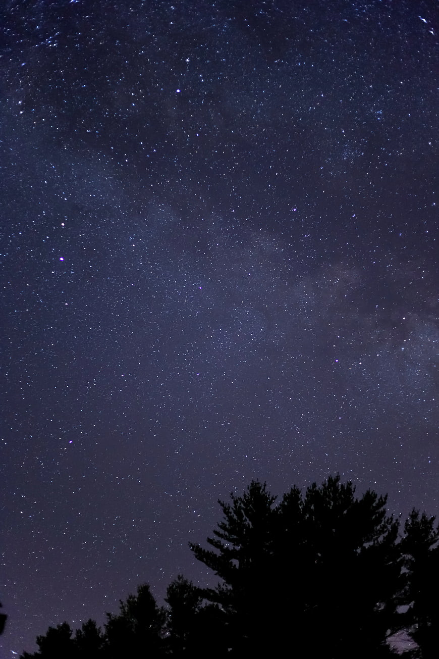 Milky Way Galaxy Over Silhouetted Pine Trees at Night