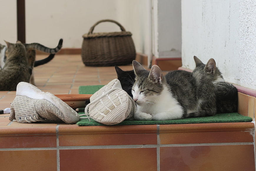 Sleeping Cats Resting On Terracotta Step With Worn Shoes