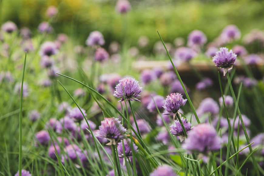 Close-up of blooming purple chives in a garden