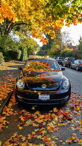 Black Volkswagen Beetle Parked Under Autumn Maple Leaves