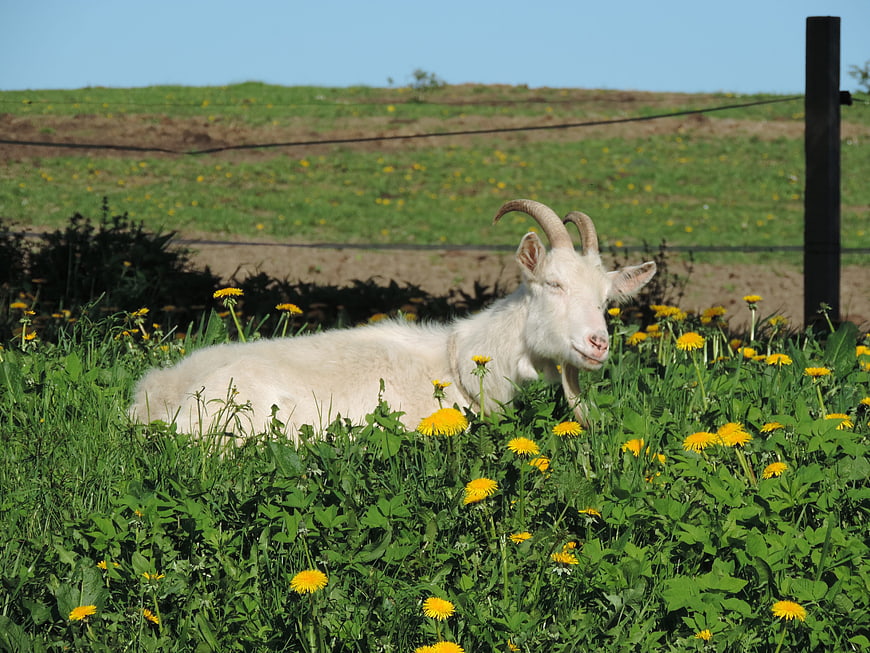 White goat resting in green meadow with yellow dandelions