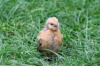 Cute fluffy yellow chick standing in green grass