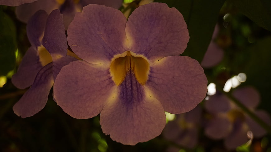 Close-up of purple petunia flower with yellow center