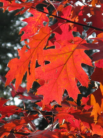 Vibrant Red Oak Leaves Backlit by Sunlight in Autumn