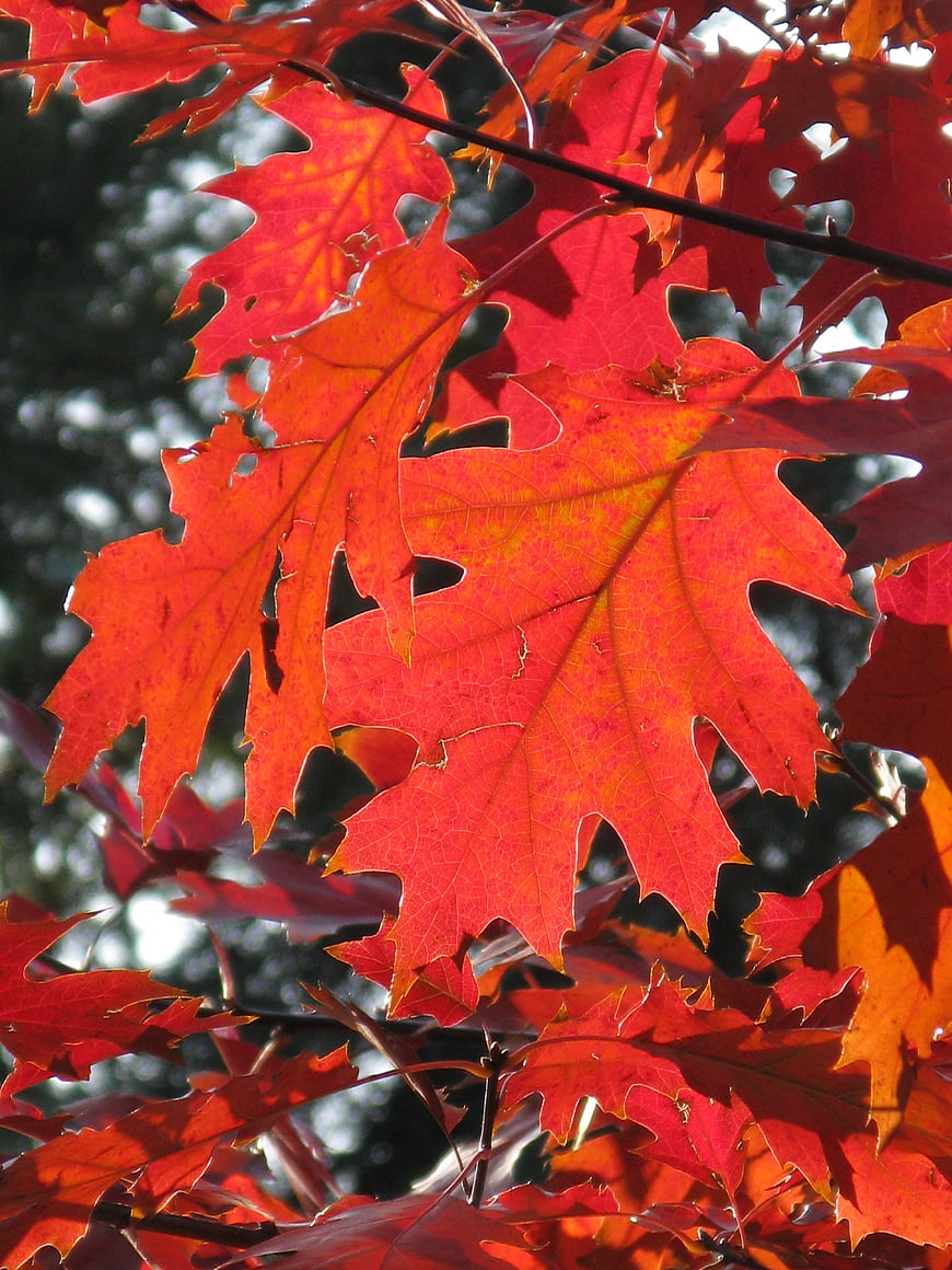 Vibrant Red Oak Leaves Backlit by Sunlight in Autumn