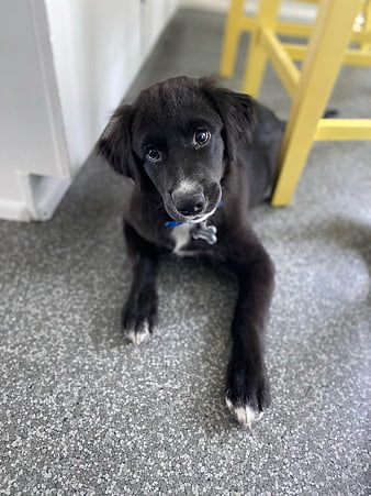 Cute black puppy lying on gray speckled floor