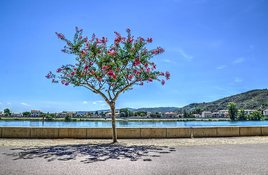 Pink flowering tree by river with blue sky background