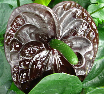 Close-up of glossy dark chocolate anthurium flower