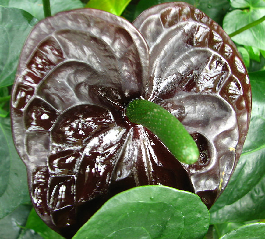 Close-up of glossy dark chocolate anthurium flower
