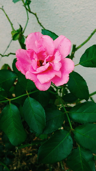 Pink Rose Flower Close-Up with Green Leaves