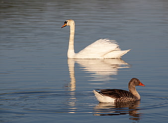 White Swan and Greylag Goose Swimming in Calm Water