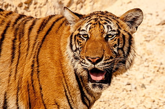 Close-up portrait of a tiger with open mouth