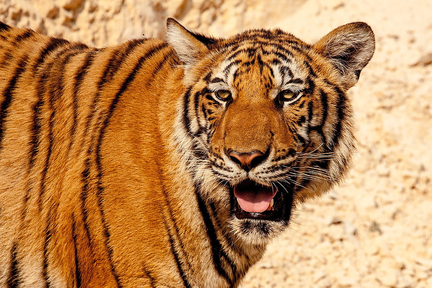 Close-up portrait of a tiger with open mouth