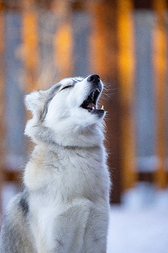 Siberian Husky Howling in Snowy Forest