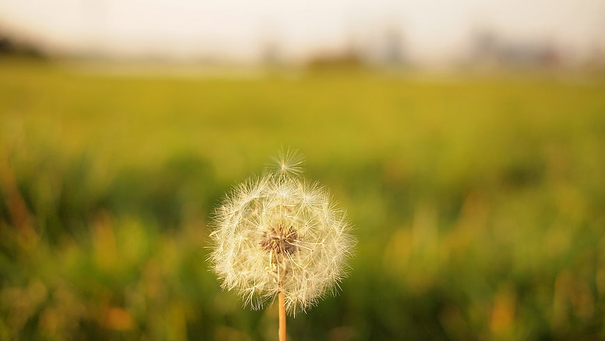 Close-up of a Dandelion Seed Head in a Green Field