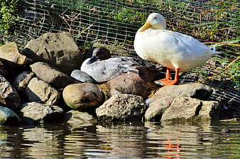 White and gray ducks resting on rocks by a pond