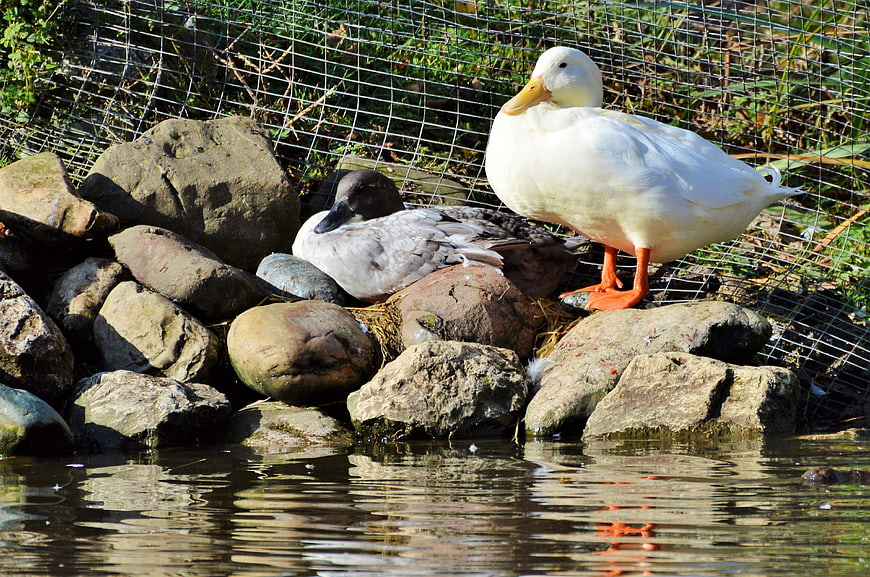 White and gray ducks resting on rocks by a pond