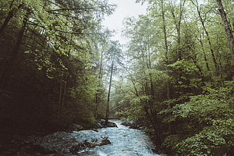 Serene Forest Stream Flowing Through Dense Green Woods