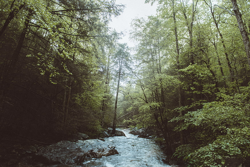 Serene Forest Stream Flowing Through Dense Green Woods
