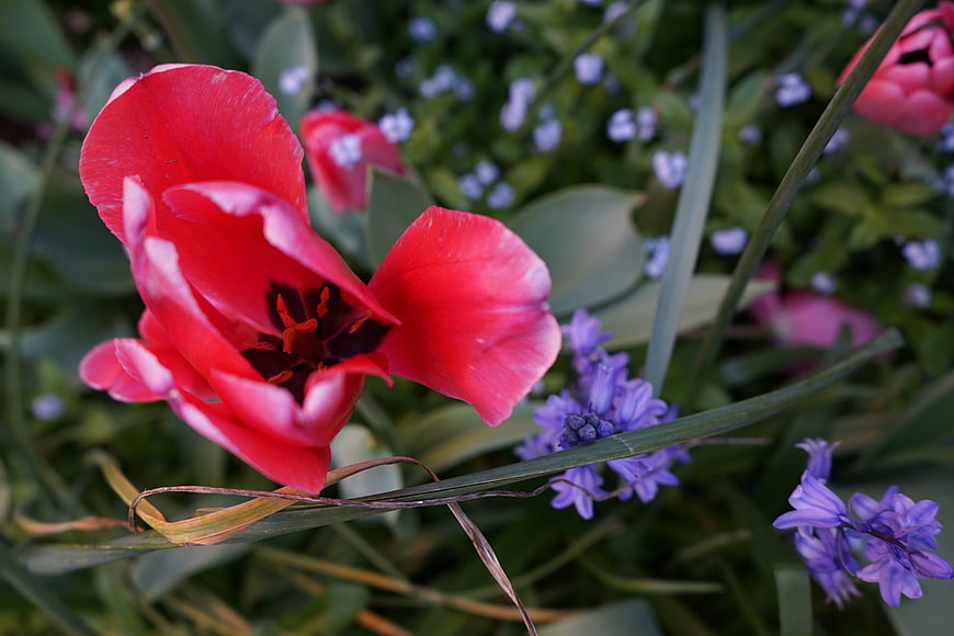 Vibrant Red Tulip with Purple Muscari in Spring Garden