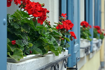 Red Geraniums in Window Box with Blue Shutters