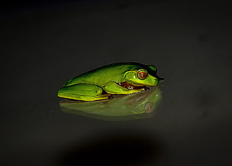 Vibrant Green Tree Frog on Dark Reflective Surface