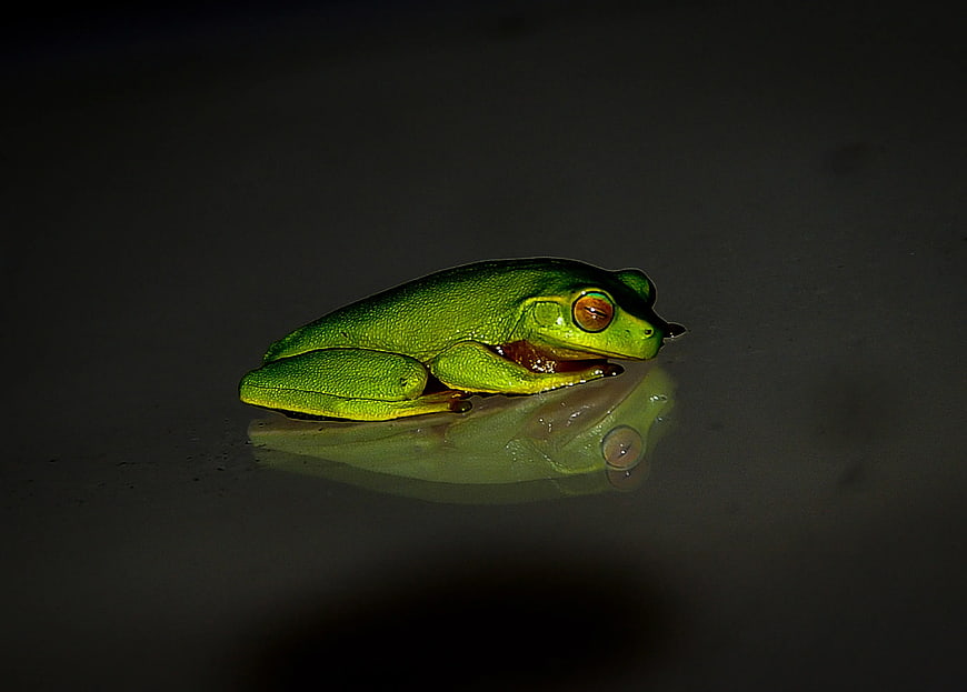 Vibrant Green Tree Frog on Dark Reflective Surface