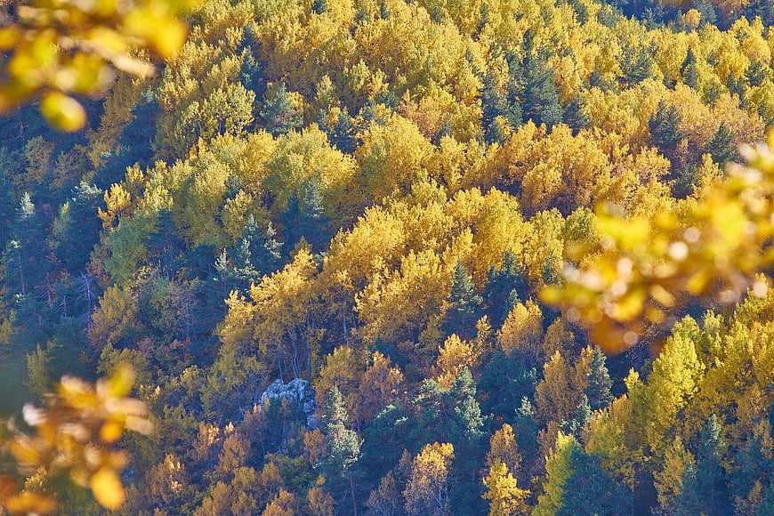 Aerial View of Golden Autumn Forest with Yellow Larch Trees