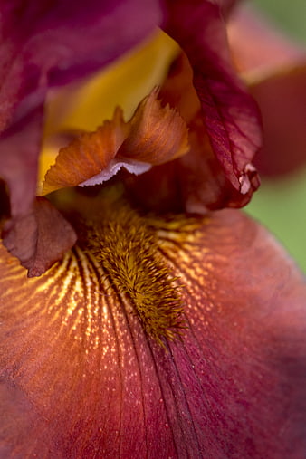 Macro Close-Up of Purple and Yellow Iris Flower