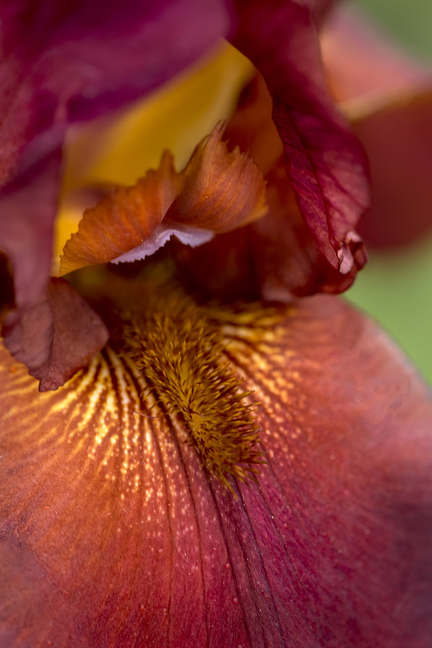 Macro Close-Up of Purple and Yellow Iris Flower