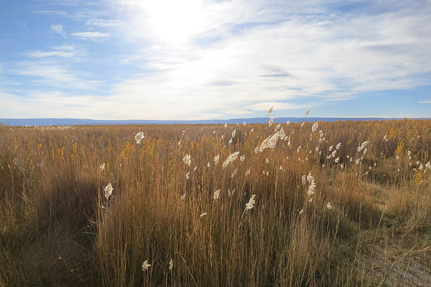 Golden reeds swaying in a vast wetland landscape under blue sky