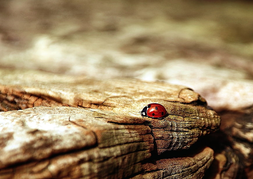 Red Ladybug on Weathered Wood Bark Close Up