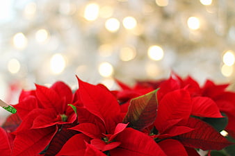 Red Poinsettia Flowers with Festive Bokeh Background