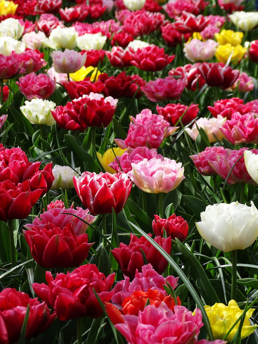 Vibrant Field of Red, Pink, and White Tulips in Spring