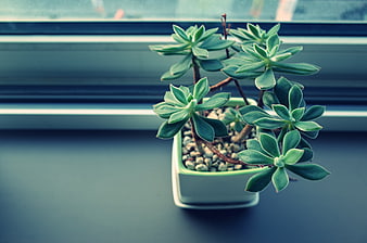 Green succulent plant in white pot on windowsill