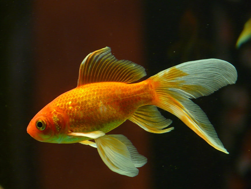 Golden Veiltail Goldfish Swimming in Aquarium