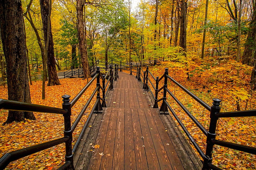 Wooden boardwalk winding through vibrant autumn forest
