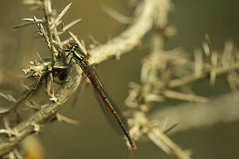 Close-up of a damselfly resting on a thorny branch
