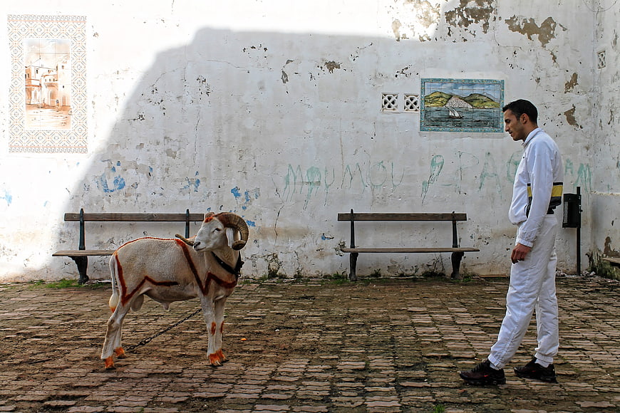 Man walking past decorated ram in Algerian kasbah courtyard