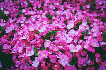 Vibrant Pink Begonia Flowers in Full Bloom