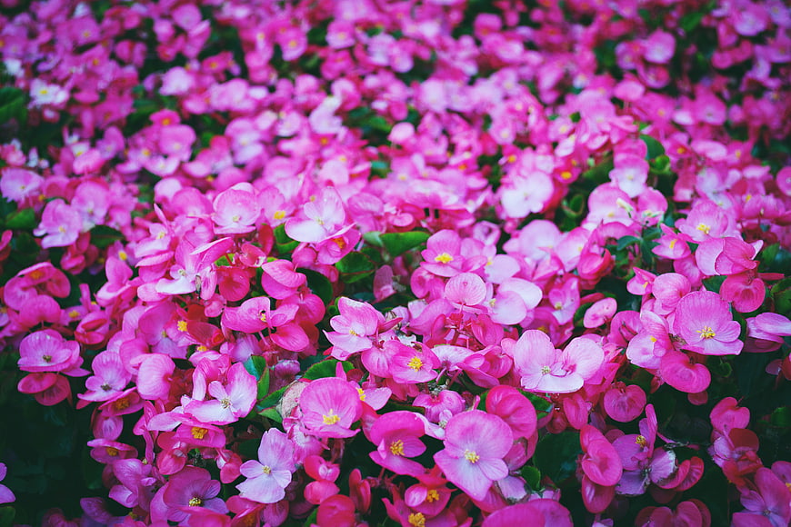 Vibrant Pink Begonia Flowers in Full Bloom