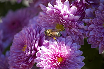 Honeybee Pollinating Purple Chrysanthemums in Sunlight